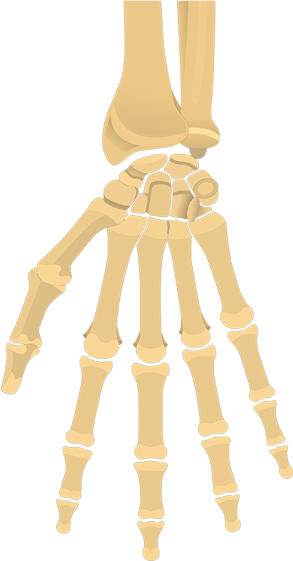 Human Hand Skeleton Illustration PNG with transparent background