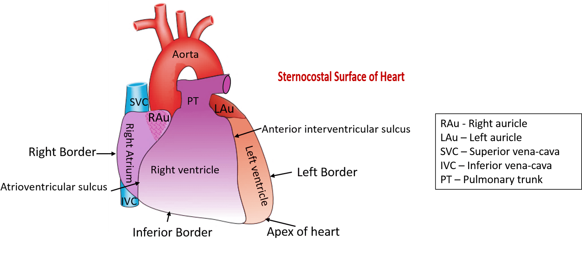 Human Heart Anatomy Bordersand Surfaces