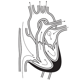 Human Heart Anatomy Diagram