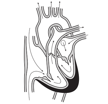 Human Heart Anatomy Diagram PNG with transparent background