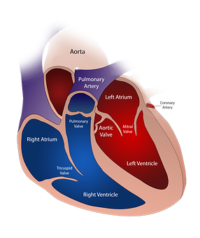 Human Heart Anatomy Illustration