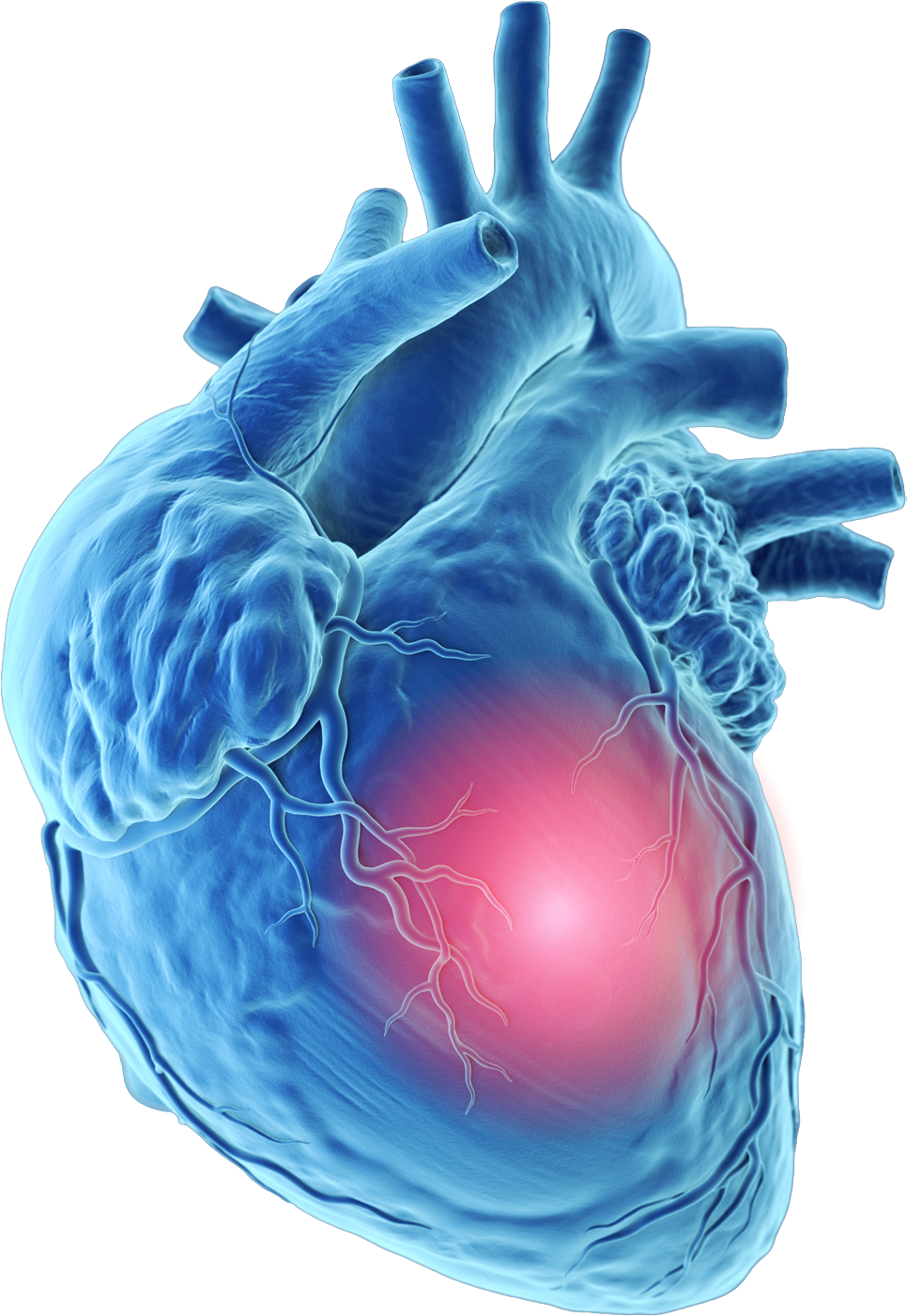 Human Heart Anatomy Illustration PNG image with a transparent background, free high-resolution download