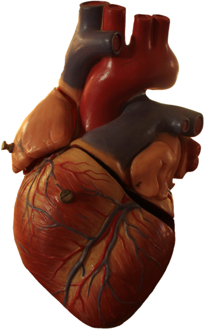 Heart Transparent Human, Picture - Transparent Background Human Heart Png, Png Download PNG with transparent background