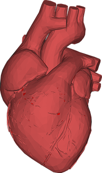 Human Heart Model Rendering