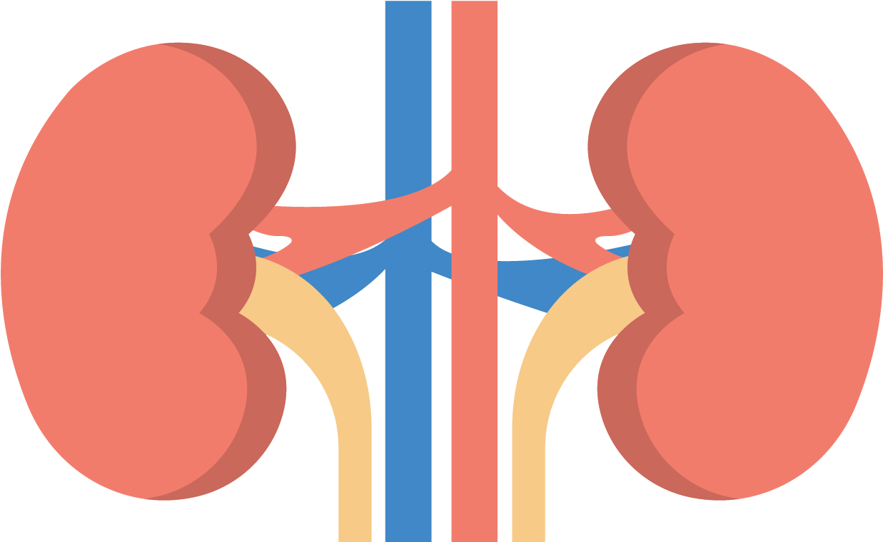 Human Kidney Anatomy Illustration