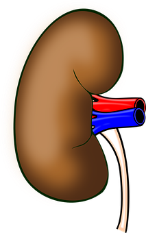Human_ Kidney_ Anatomy_ Illustration PNG with transparent background