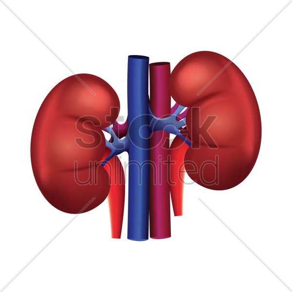 Human Kidney Anatomy Illustration