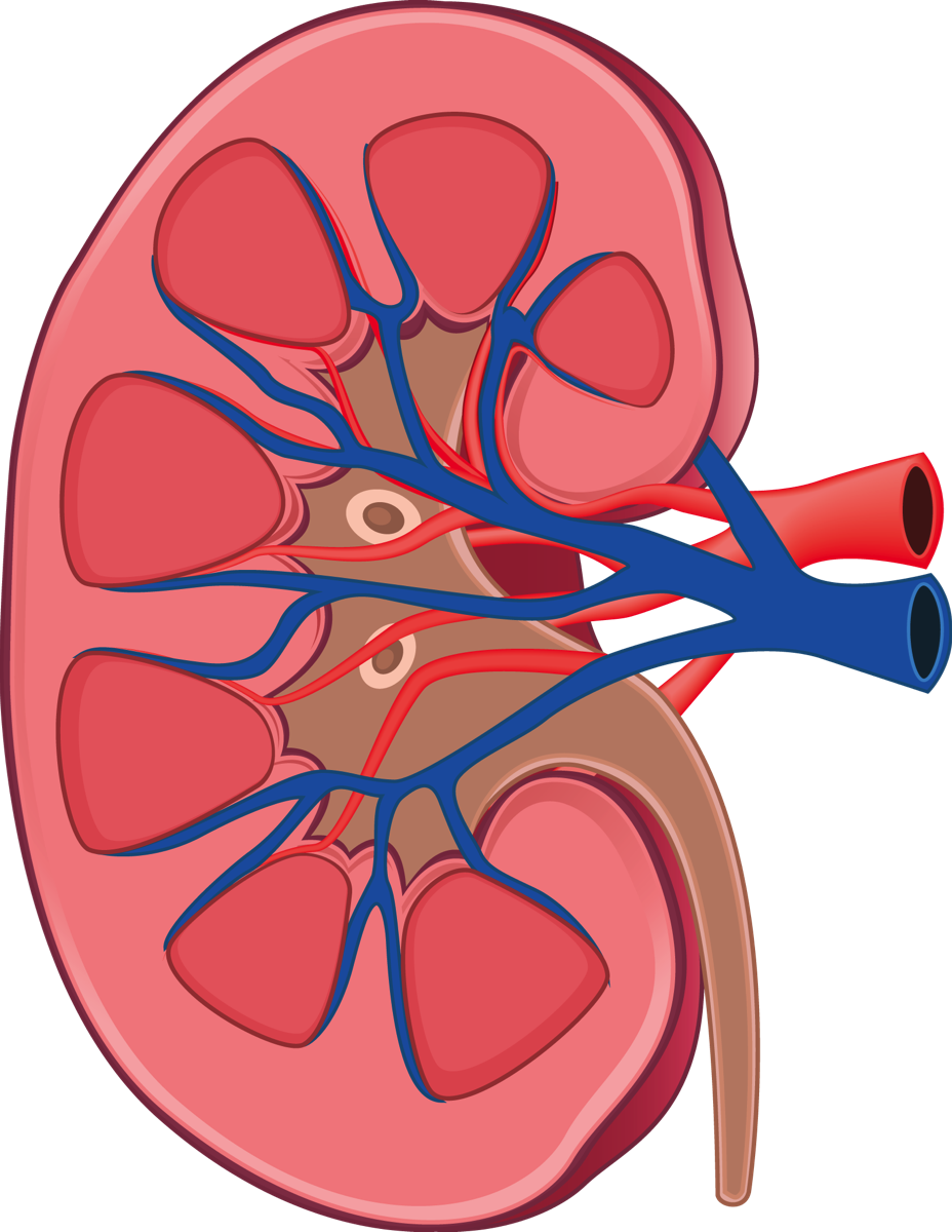 Kidney Png, Transparent Png PNG with transparent background