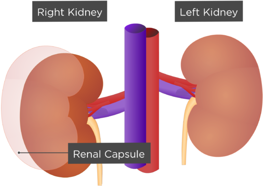 Kidneys Inside, HD Png Download PNG with transparent background