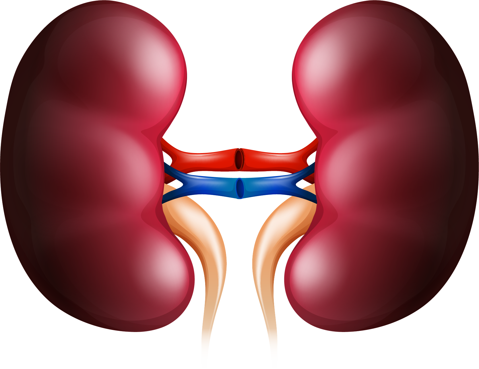 Human Kidney Anatomy Illustration