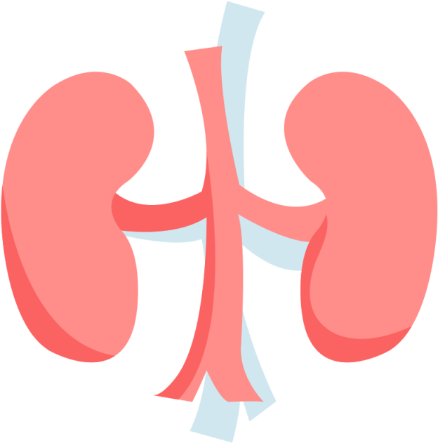 Transparent Mistletoe Png - Kidney Png, Png Download PNG with transparent background