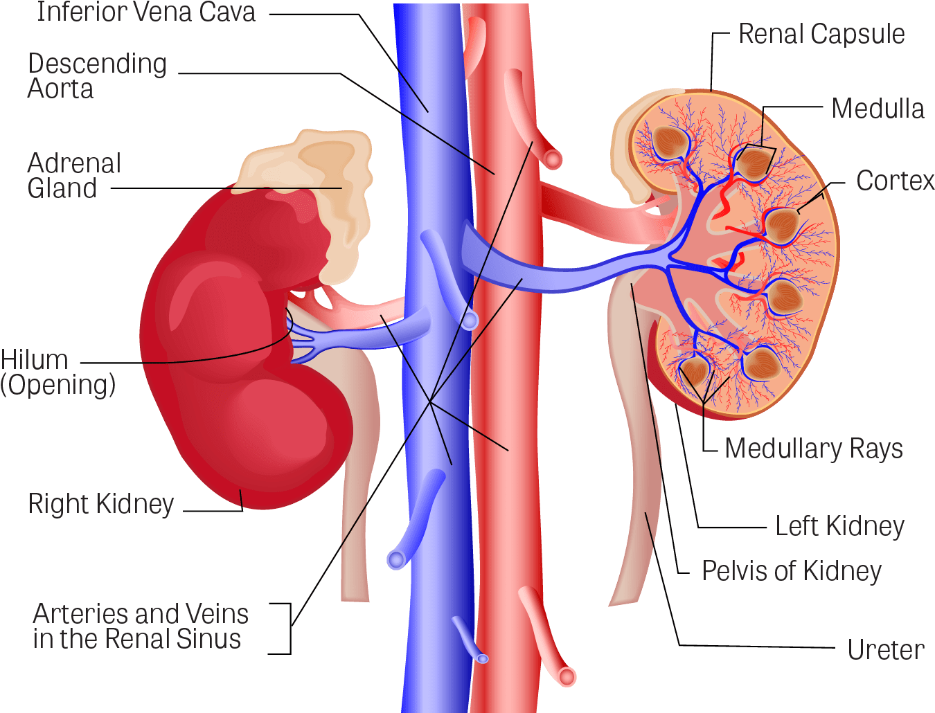 Human Kidney Anatomy Illustration