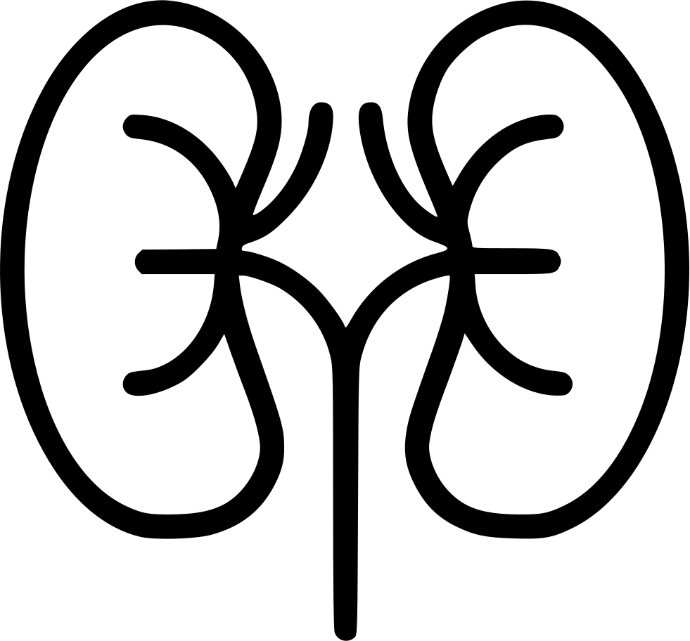 Kidneys - Kidneys Black And White, HD Png Download PNG with transparent background
