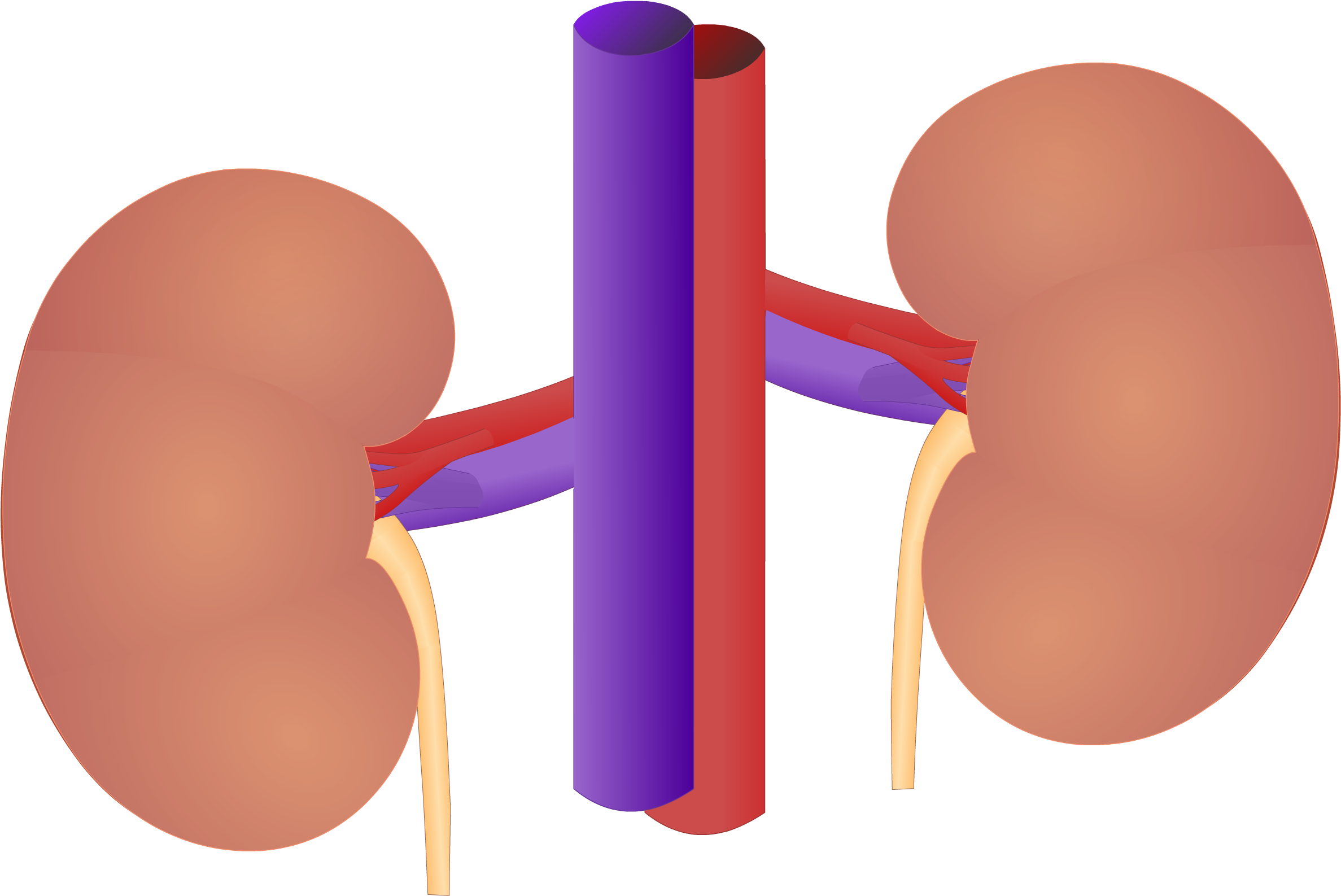 Human Kidney Anatomy Illustration