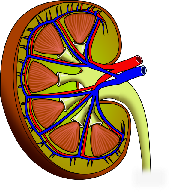 Human Kidney Anatomy Illustration