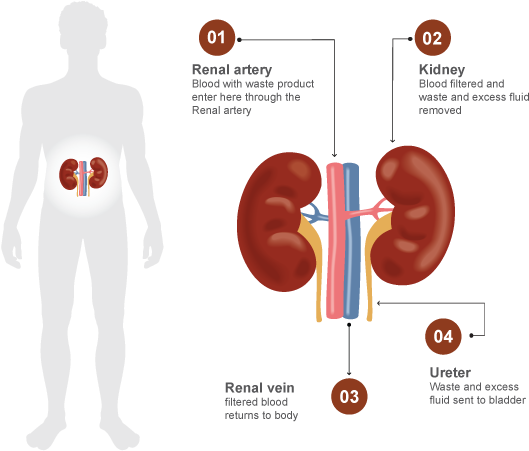 Human Kidney Function Diagram