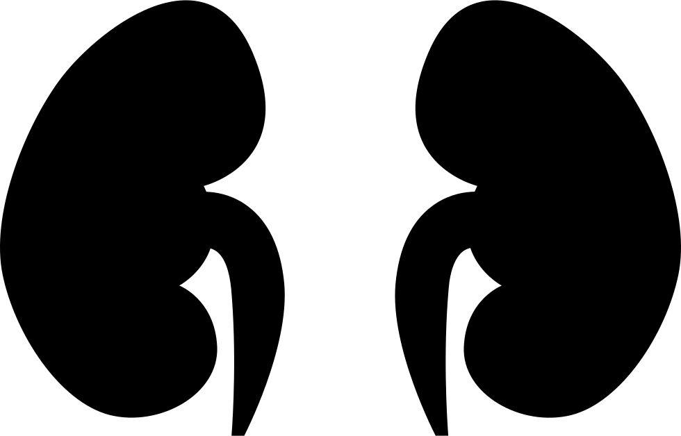 Kidney - Kidney Svg, HD Png Download PNG with transparent background