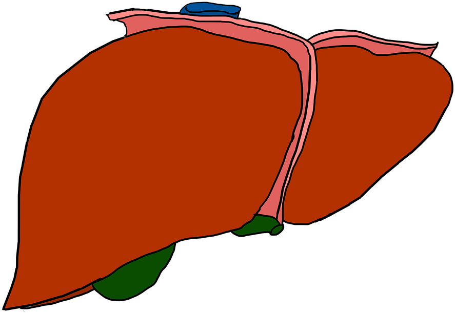 Human Liver Anatomy Illustration PNG with transparent background