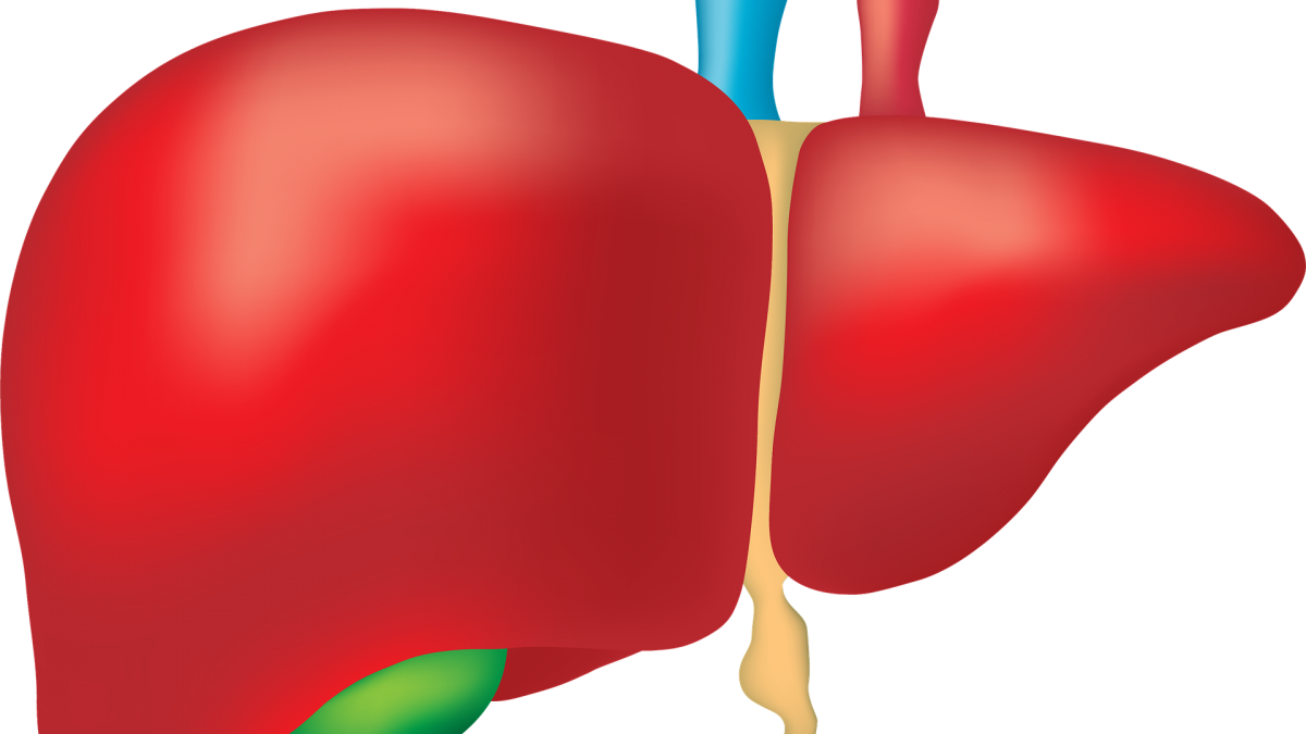 Human Liver Anatomy Illustration