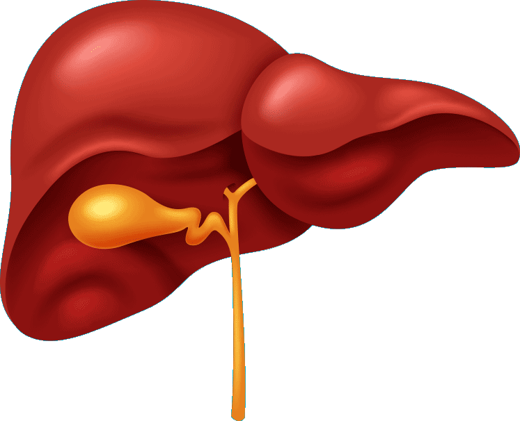 Human Liver Anatomy Illustration PNG with transparent background