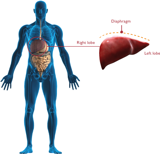 Human Liver Anatomy Illustration PNG with transparent background