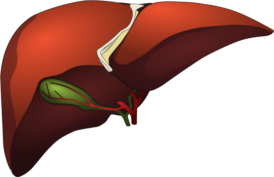 Human Liver Anatomy Illustration PNG with transparent background