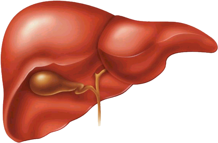 Human Liver Anatomy Illustration PNG with transparent background