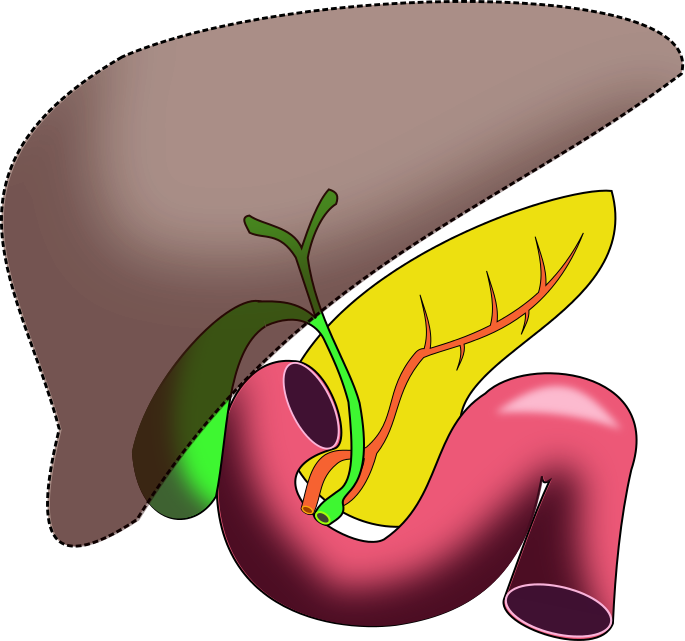 Human Liver Anatomy Illustration PNG with transparent background