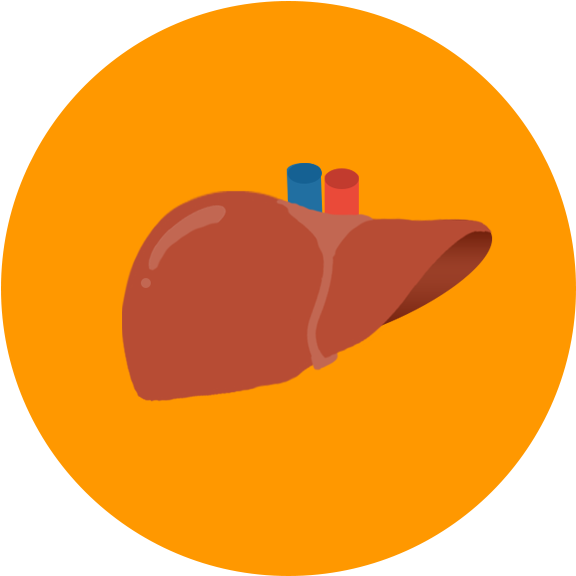 Human Liver Illustration PNG with transparent background