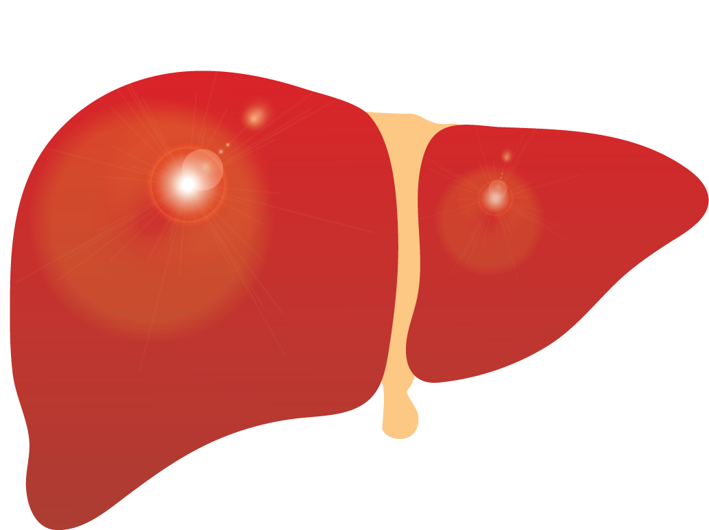 Human Liver Illustration.png PNG with transparent background