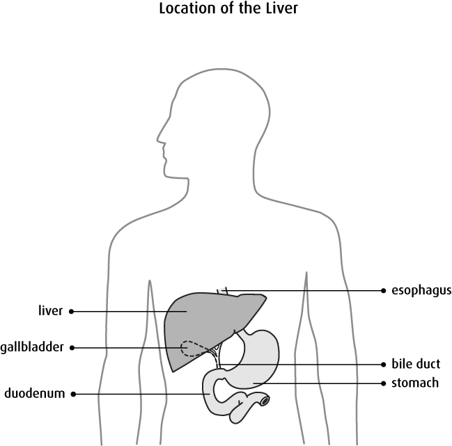 Human Liver Location Diagram PNG with transparent background