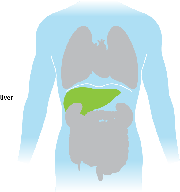 Human Liver Location Diagram PNG with transparent background