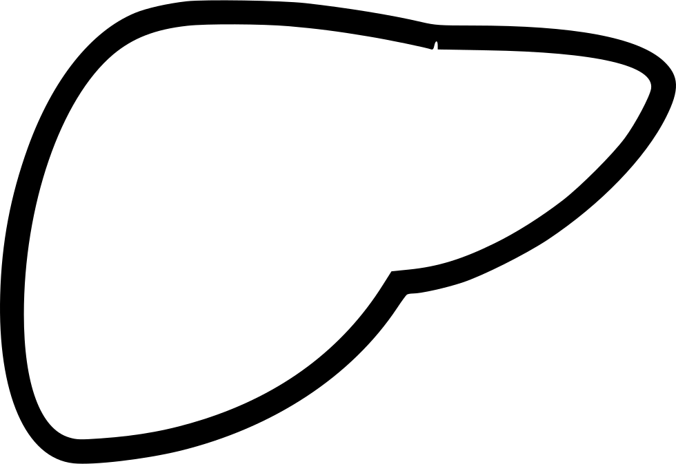 Human Liver Outline Graphic PNG with transparent background