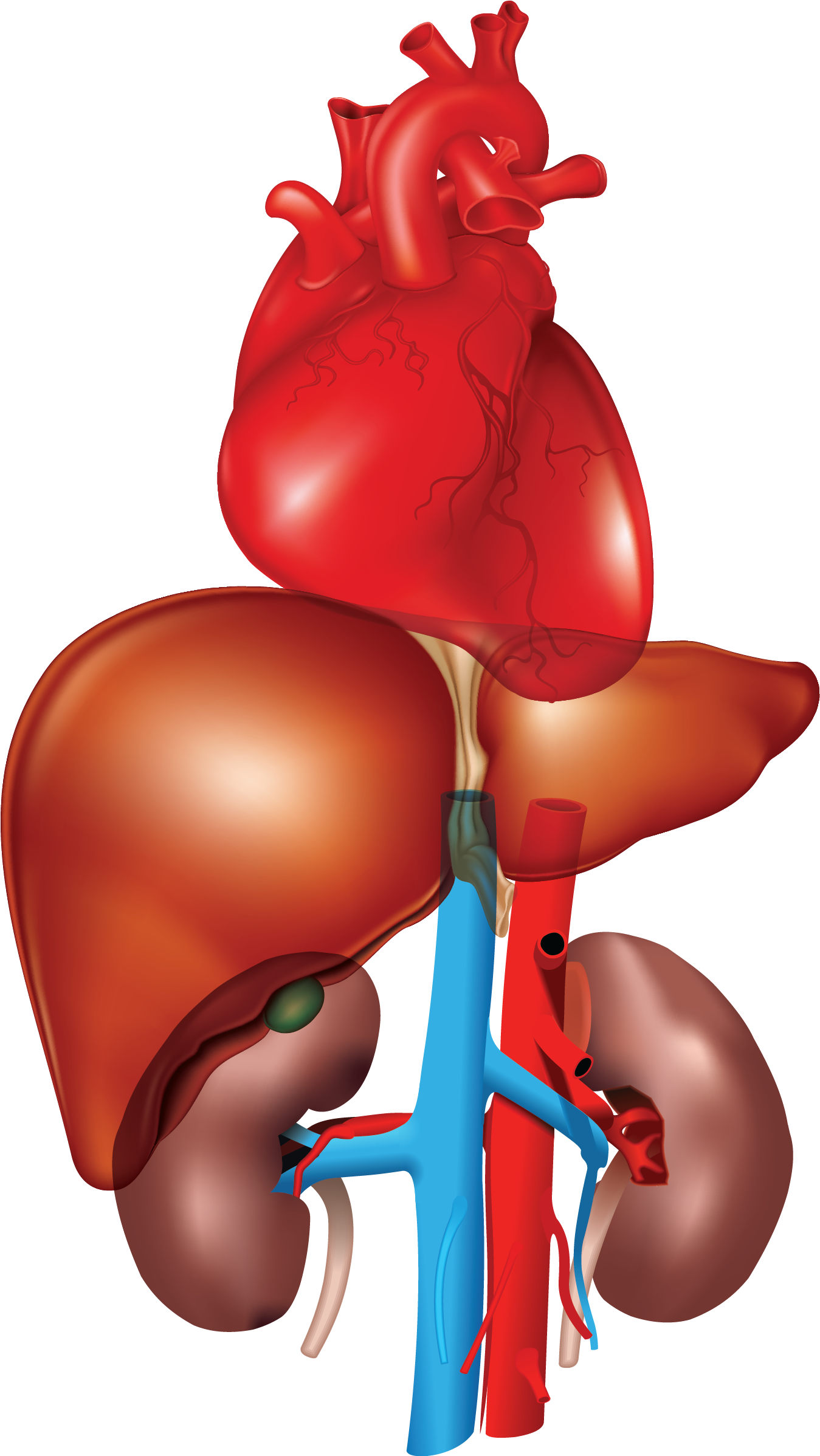 Human Liverand Heart Anatomy PNG with transparent background