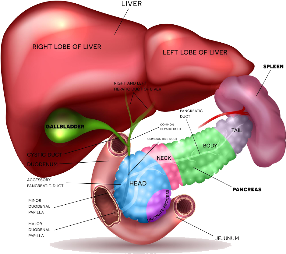 Human Liverand Pancreas Anatomy Illustration PNG with transparent background
