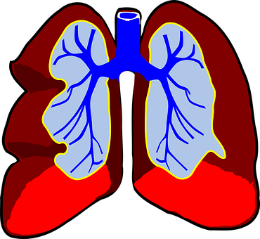 Human Lung Anatomy Illustration PNG with transparent background