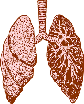 Human Lungs Anatomy Illustration PNG with transparent background