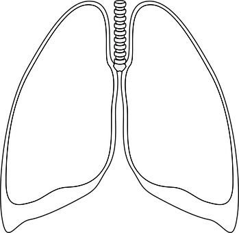 Human Lungs Diagram Outline PNG with transparent background