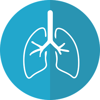 Human Lungs Icon PNG with transparent background