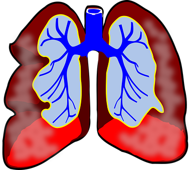 Human Lungs Illustration PNG with transparent background