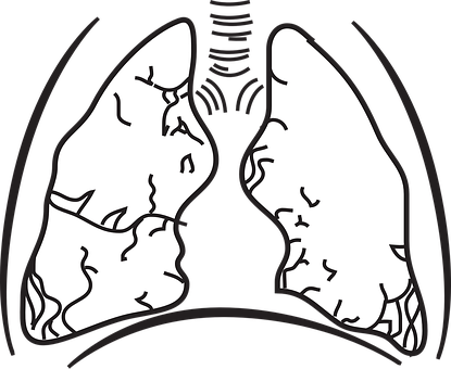 Human Lungs Illustration PNG with transparent background