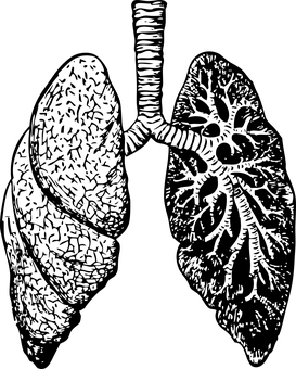 Human Lungs X Ray Image PNG with transparent background