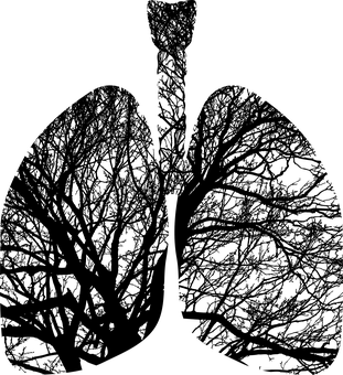 Human Lungs X Ray Image PNG with transparent background