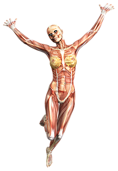 Human_ Muscular_ System_ Anatomy PNG with transparent background