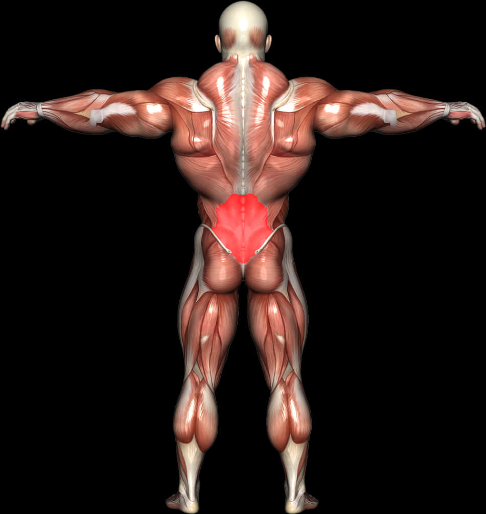 Human Muscular System Lower Back Pain