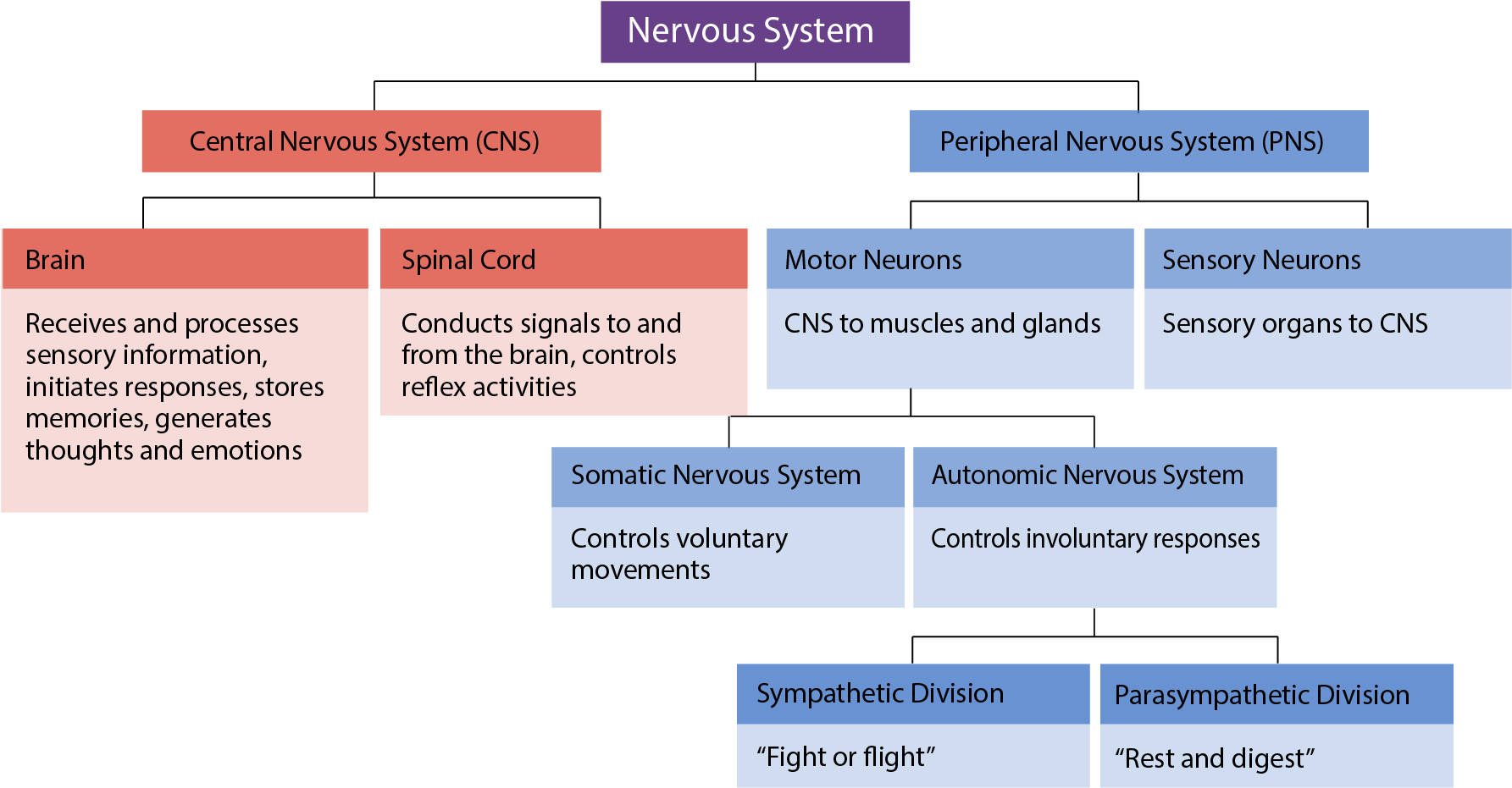 Divisions And Subdivisions Of The Nervous Syste - Interactive Activity Divisions Of The Nervous System, HD Png Download PNG with transparent background