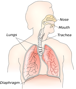 Human_ Respiratory_ System_ Anatomy PNG with transparent background