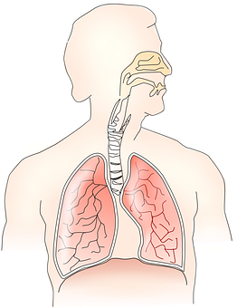 Human_ Respiratory_ System_ Anatomy PNG with transparent background