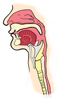 Human Respiratory System Illustration