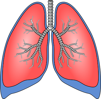 Human Respiratory System Lungs Illustration PNG with transparent background